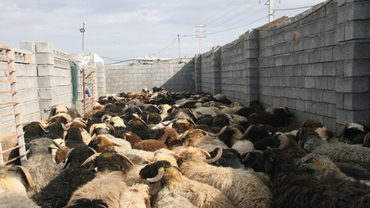 قاچاقچیان در هرمزگان به هیچ دامی رحم نکردند!