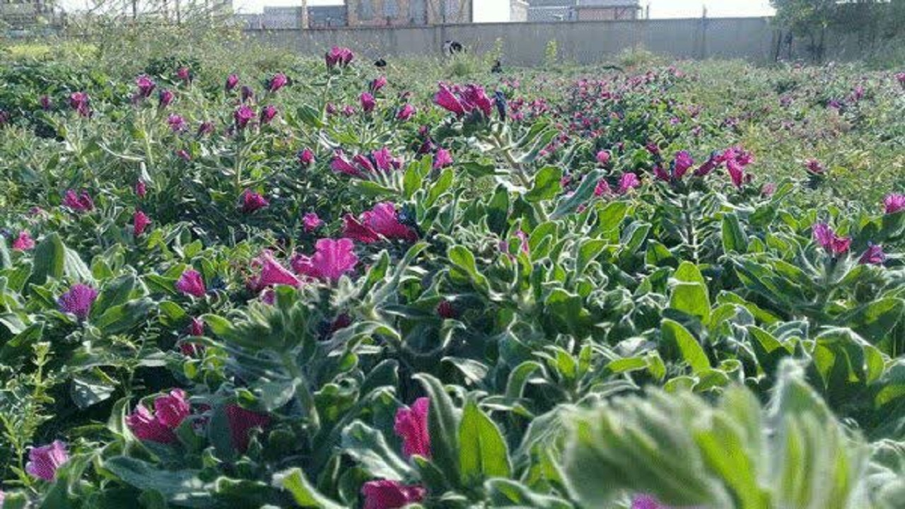 توسعه کشت گیاهان دارویی در لردگان
