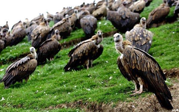 عجیب&zwnj;ترین روش&zwnj;های دفن اجساد در جهان
