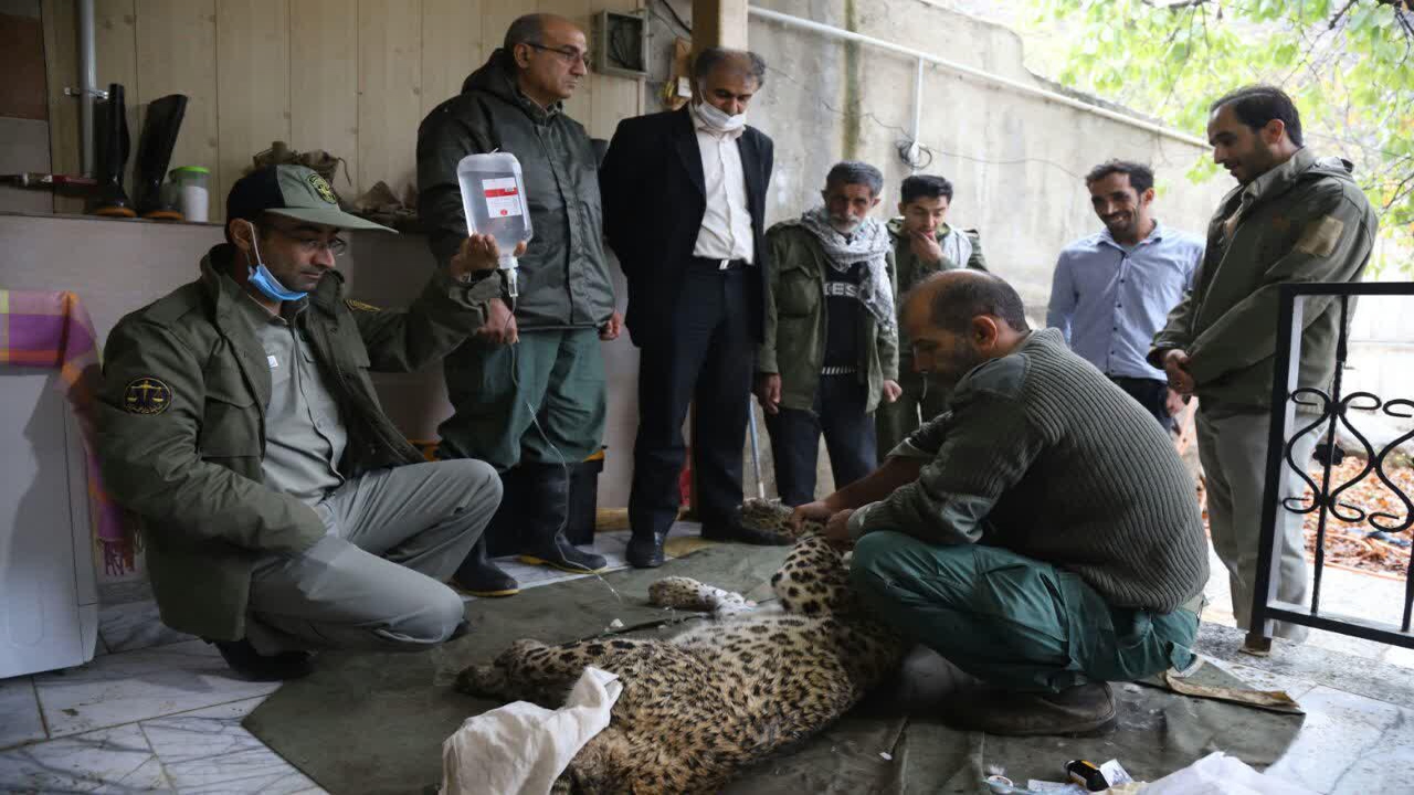 مرگ سوال برانگیز پلنگ ماده در مازندران