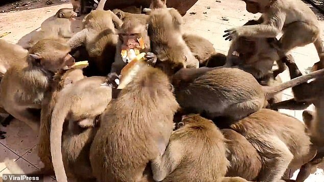 حمله وحشتناک میمون&zwnj;های گرسنه به غذا در تایلند