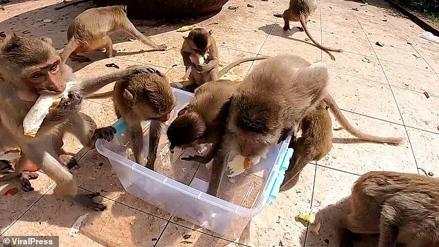 حمله وحشتناک میمون&zwnj;های گرسنه به غذا در تایلند