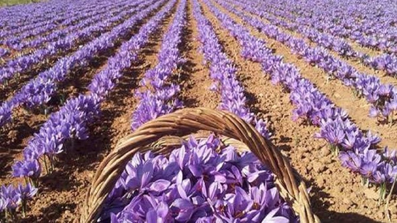 در "سنو" زعفرانی‌ترین روستای ایران چه می‌گذرد؟