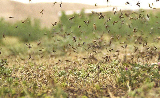 پرواز ملخهای صحرایی در آسمان هرمزگان پرواز ملخهای صحرایی در آسمان هرمزگان
