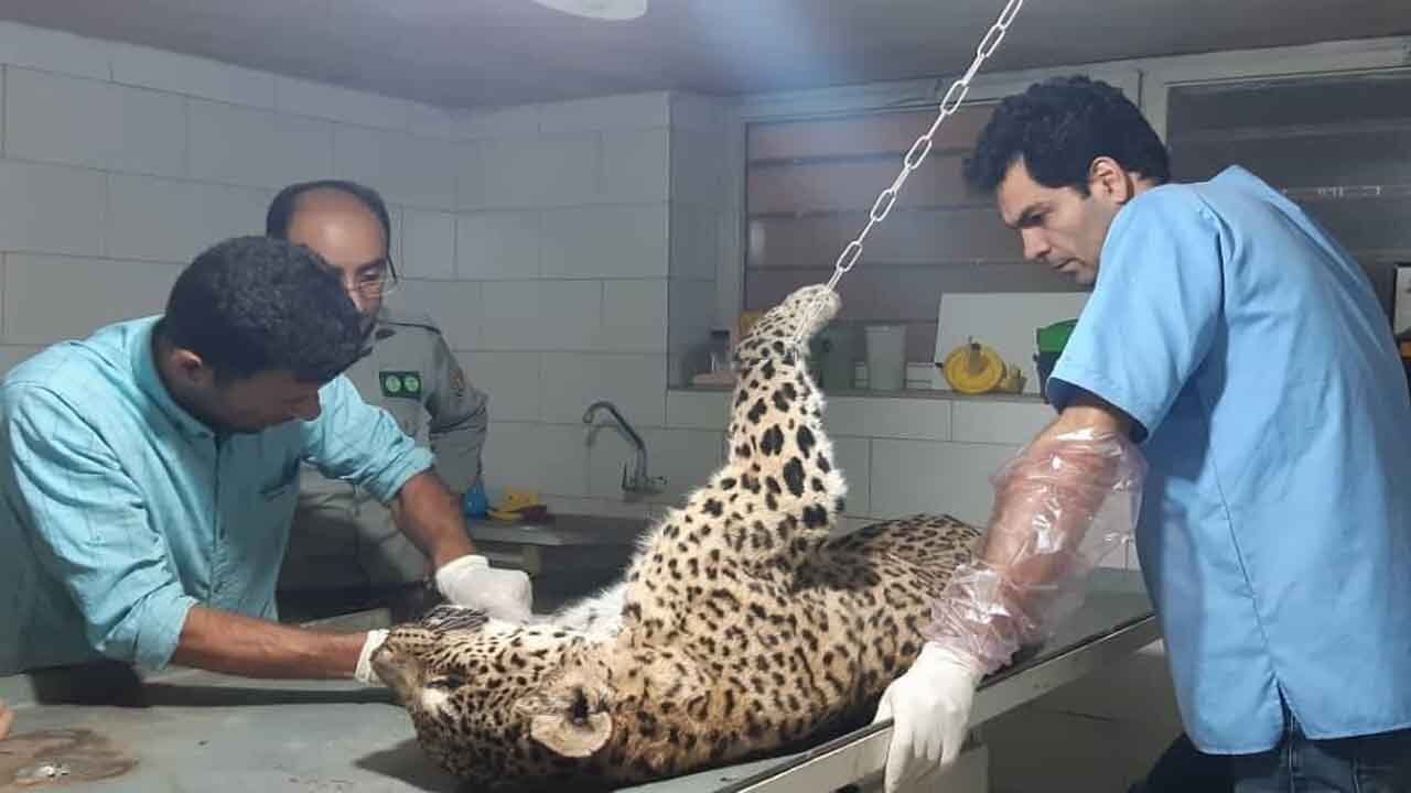 تراژدی مرگ پلنگ با قرص برنج