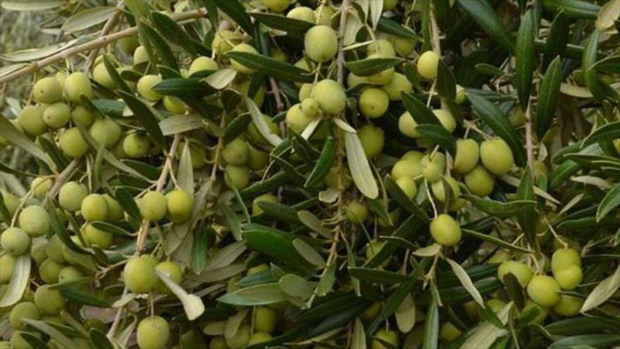 برداشت ۳ هزار و ۵۰۰ تن زیتون روغنی در گلستان