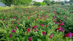 کشت گیاهان دارویی