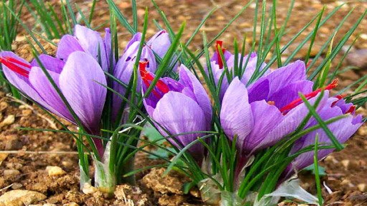 اشتغال ۵ هزار سرایانی در حوزه زعفران