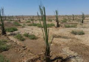 کاشت ۱۵۰۰ اصله نخل با مشارکت شهرداری و خیران خرمشهری در پارک ها