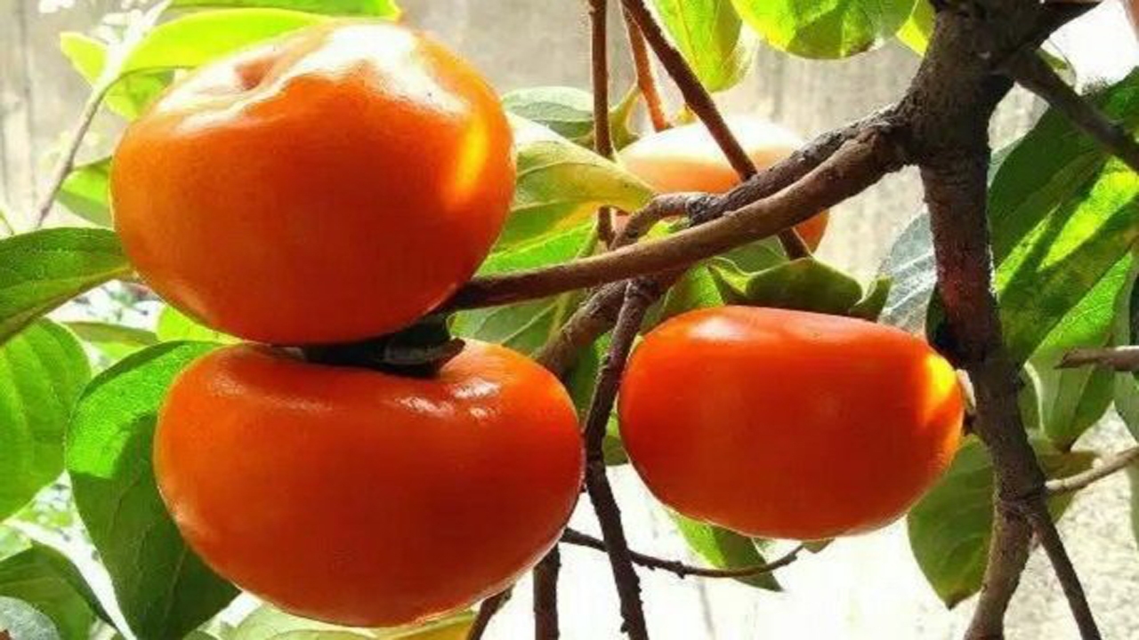 فارس رتبه نخست کشوری در برداشت خرمالو