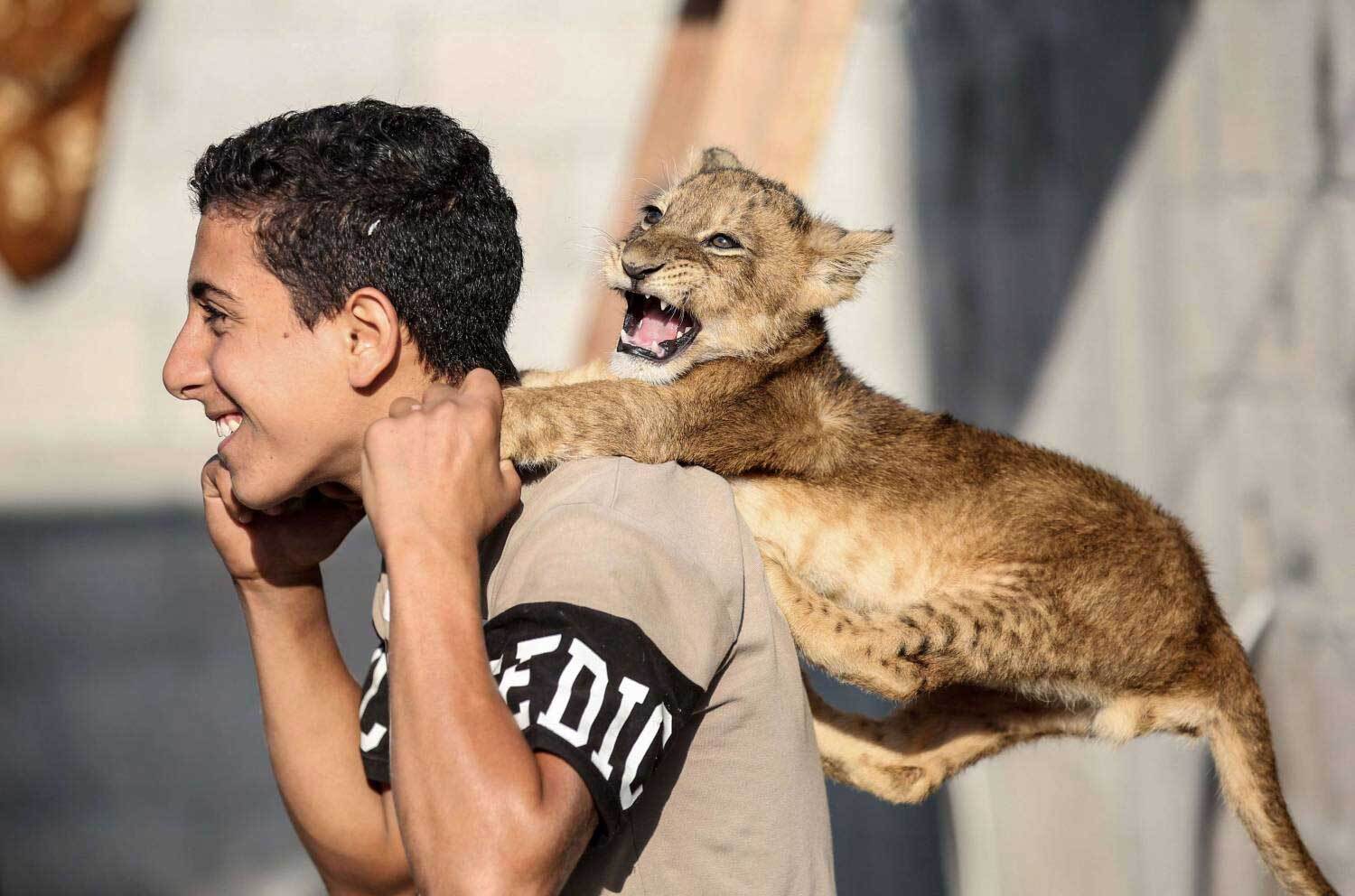 نهگداری از دو توله سگ در خانه