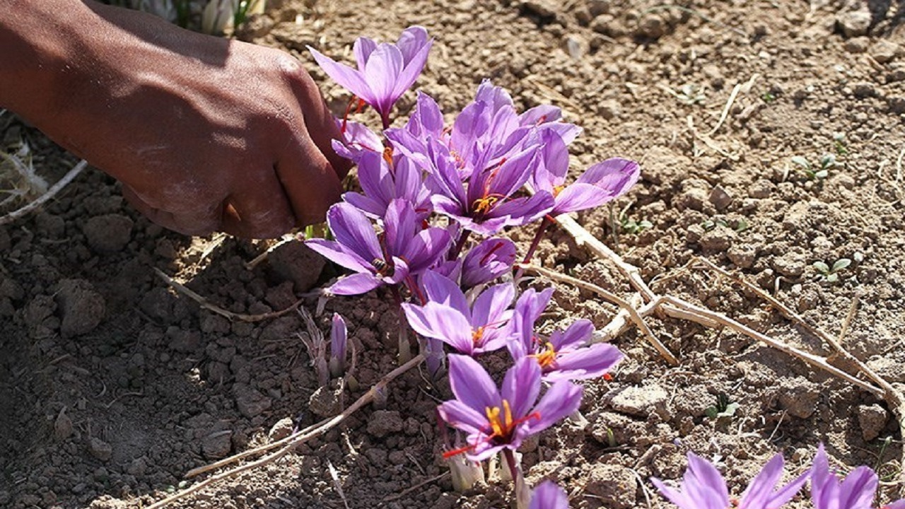 در دنیا بی رقیب، از سود بی نصیب/ زعفران گرفتار جیب مافیای دلالان