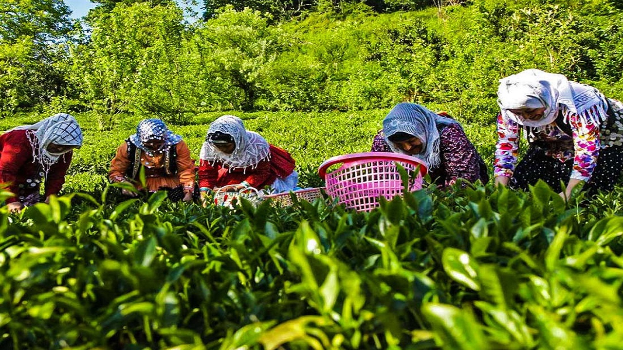 آغاز پرداخت تسهیلات برای نگهداری باغ‌های چای