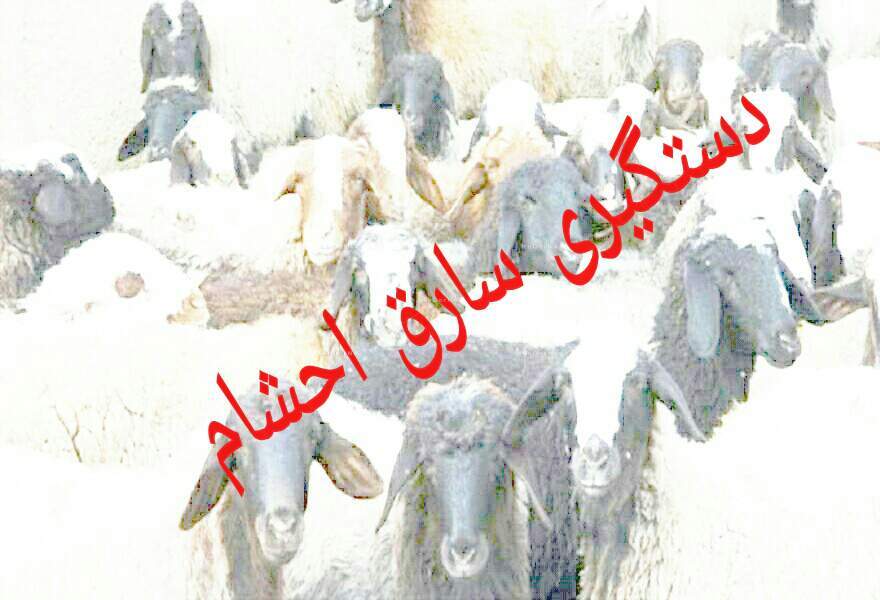 سارقان احشام در چنگ کاراگاهان پلیس استان مرکزی