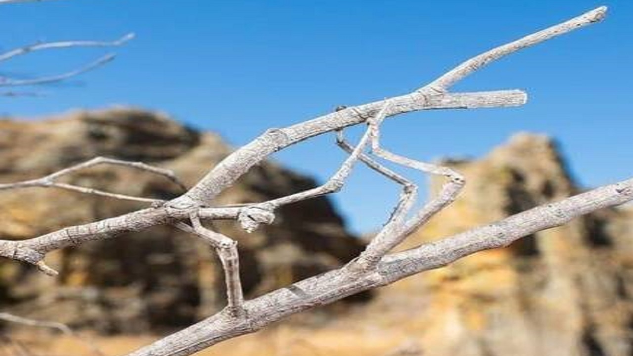 نامرئی‌ترین حیوان! +عکس