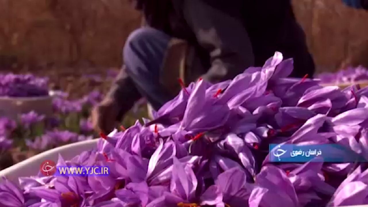 برداشت زعفران در کاشمر +فیلم