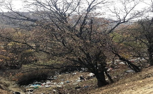 نامهربانی با جنگل&zwnj;های زیبای بلوط/ گردشگرانی که به طبیعت زباله هدیه می&zwnj;کنند