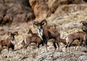 افزایش ۴۰ درصدی گونه‌های حیات وحش در خلخال