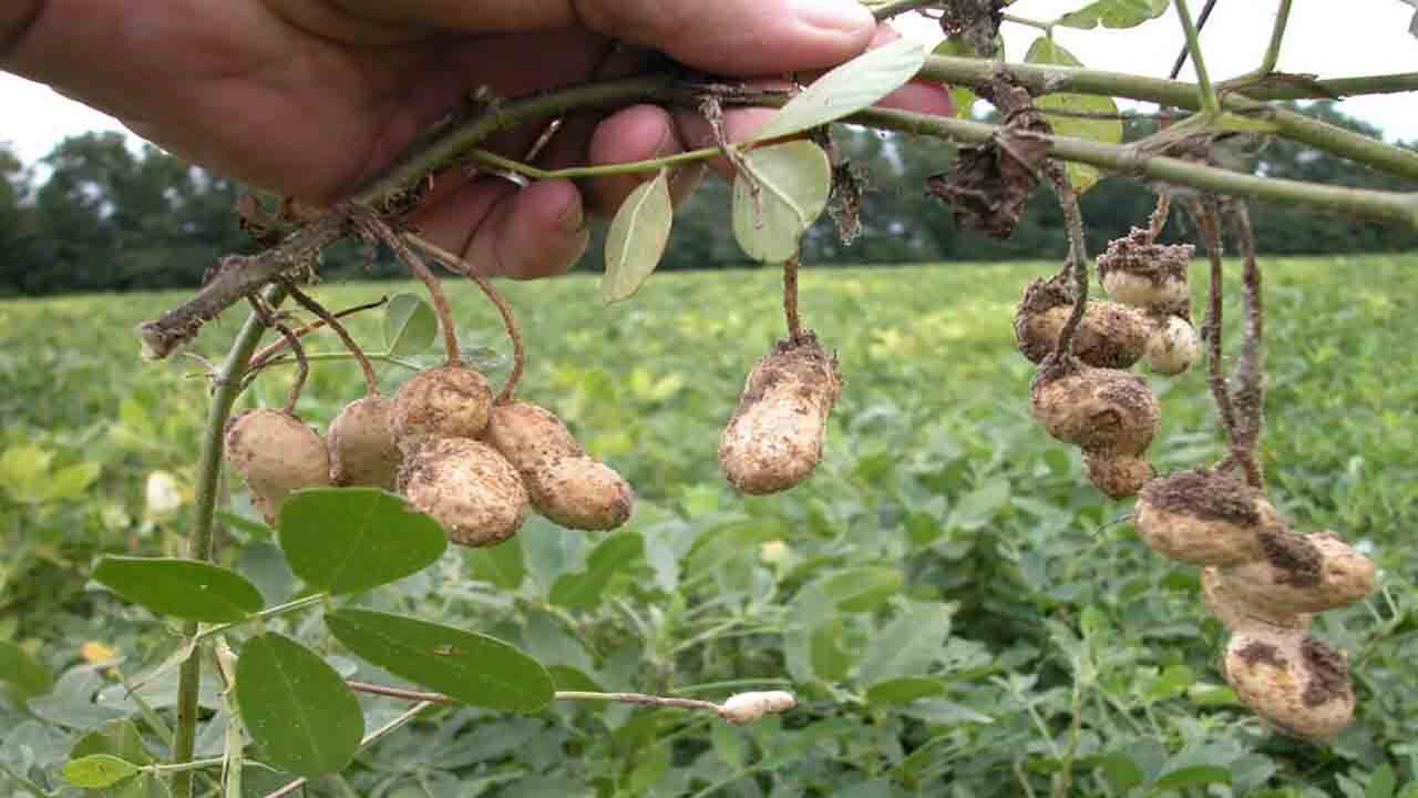 آستانه اشرفیه قطب اصلی تولید بادام زمینی ایران