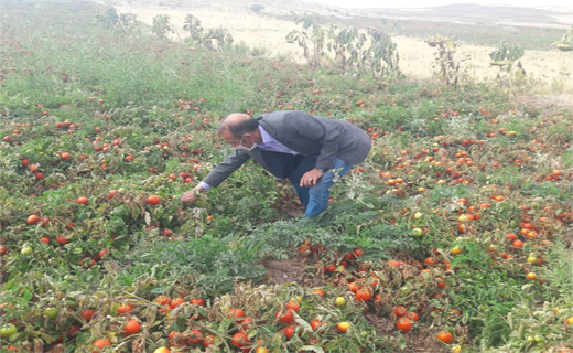 داستان تکراری گوجه فرنگی؛ از زیان دو ماه گذشته کشاورزان تا قیمت بالای امروز