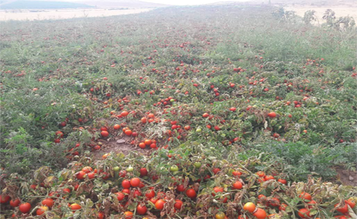 داستان تکراری گوجه فرنگی؛ از زیان دو ماه گذشته کشاورزان تا قیمت بالای امروز