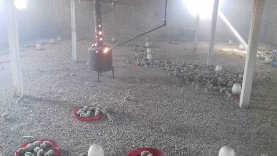 آتش سوزی مرغداری روستای بابا قاسم نهاوند مهارشد