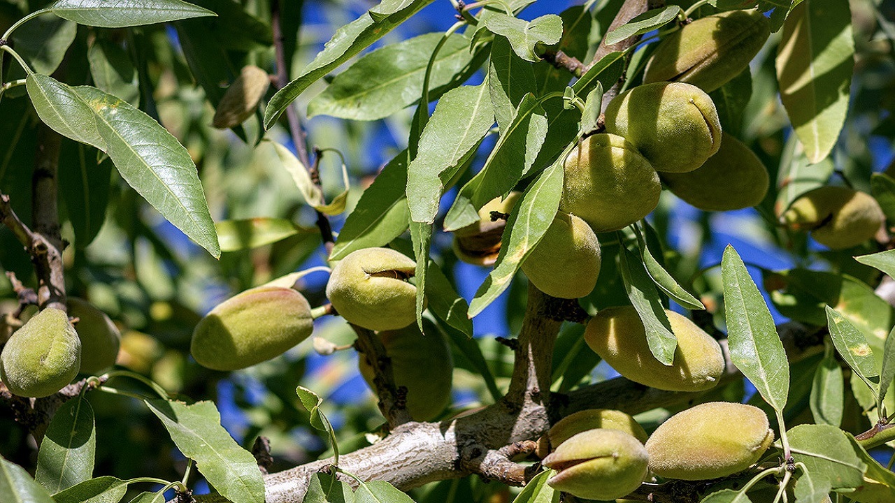 چرخ صنایع تبدیلی پنچر است/ بادام مامایی سامان با کمترین قیمت به فروش می‌رسد