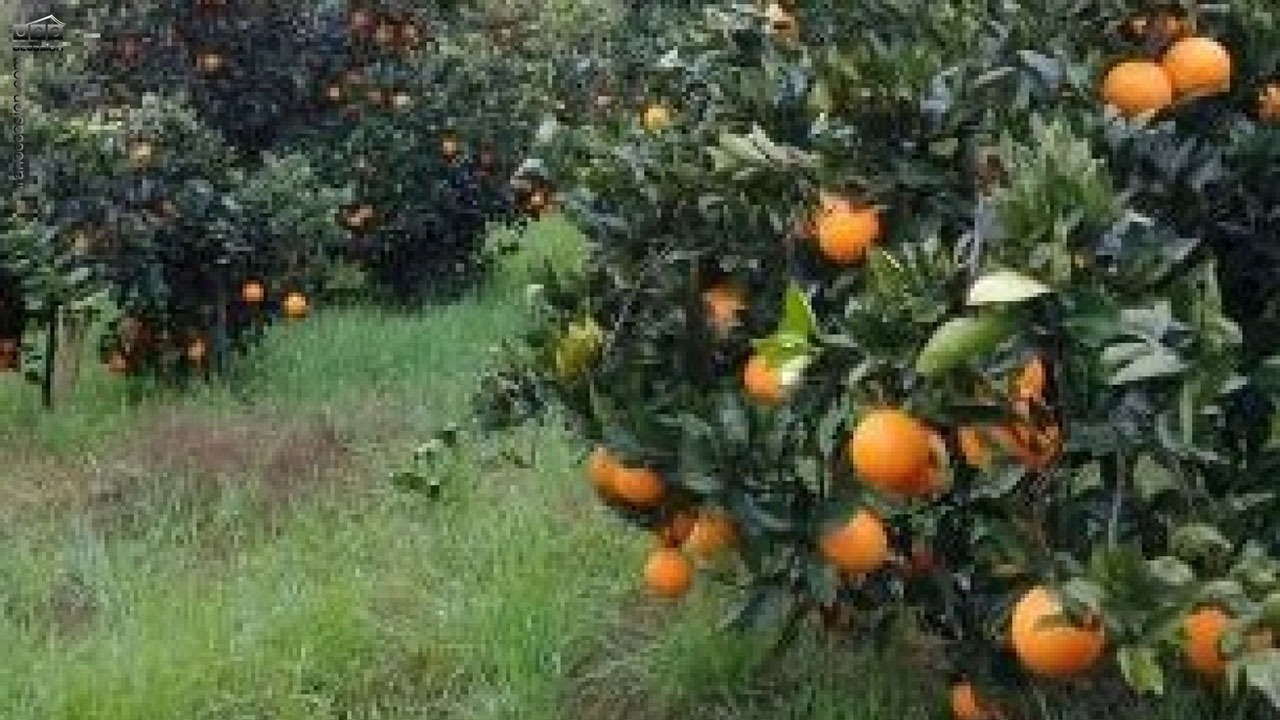 آغاز برداشت پرتقال از باغ های گلستان