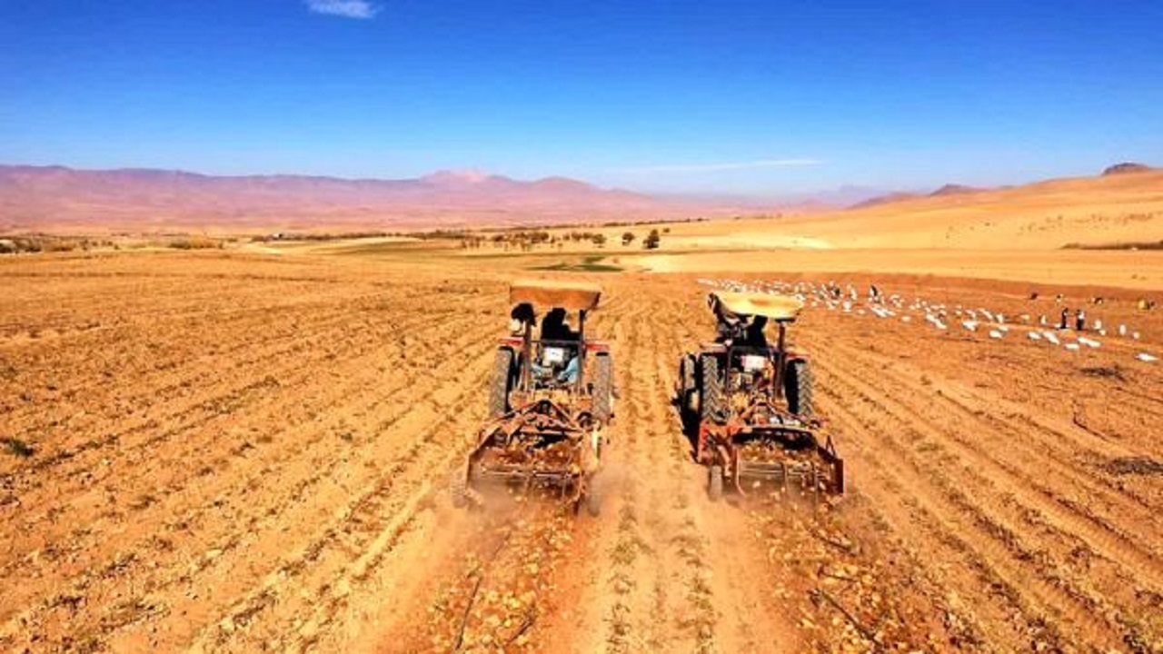 برداشت ۵۸ هزار تن سیب‌زمینی از مزارع شهرکرد