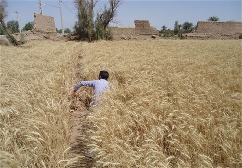 آغاز کشت جو در اراضی کشاورزی لارستان