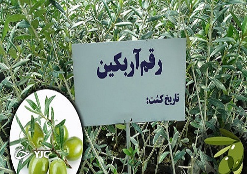 زیتون کم آب بر محصولی برای برکت سفره  کشاورزان