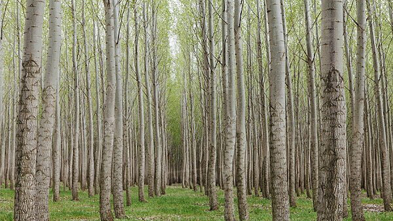 آیا جایگزینی برای قطع نکردن بی رویه جنگل‌های هیرکانی وجود دارد؟