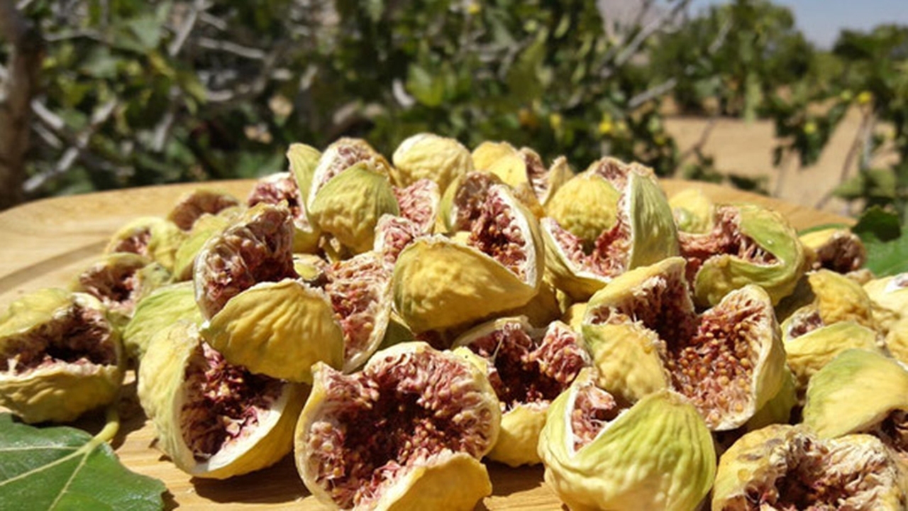 رونمایی از سایت ملی انجیر ایران