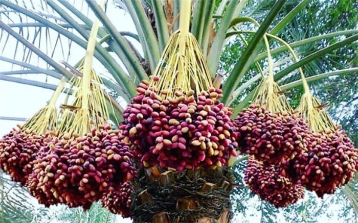 خرما خارک