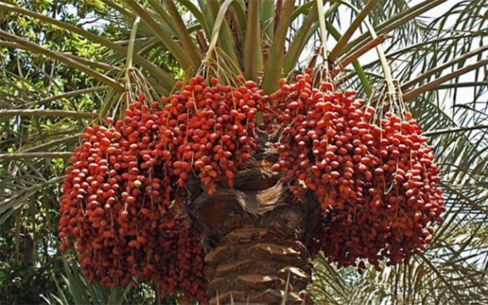 خارک 