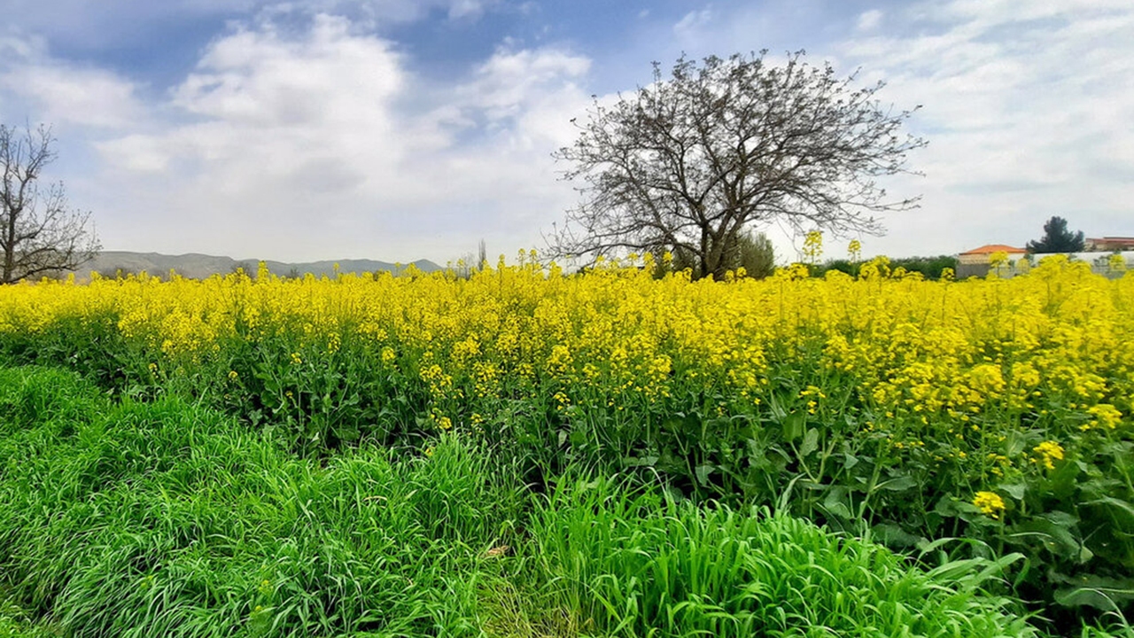تخصیص ۲ میلیارد و ۹۰۸ میلیون ریال به کلزا کاران قیروکارزین