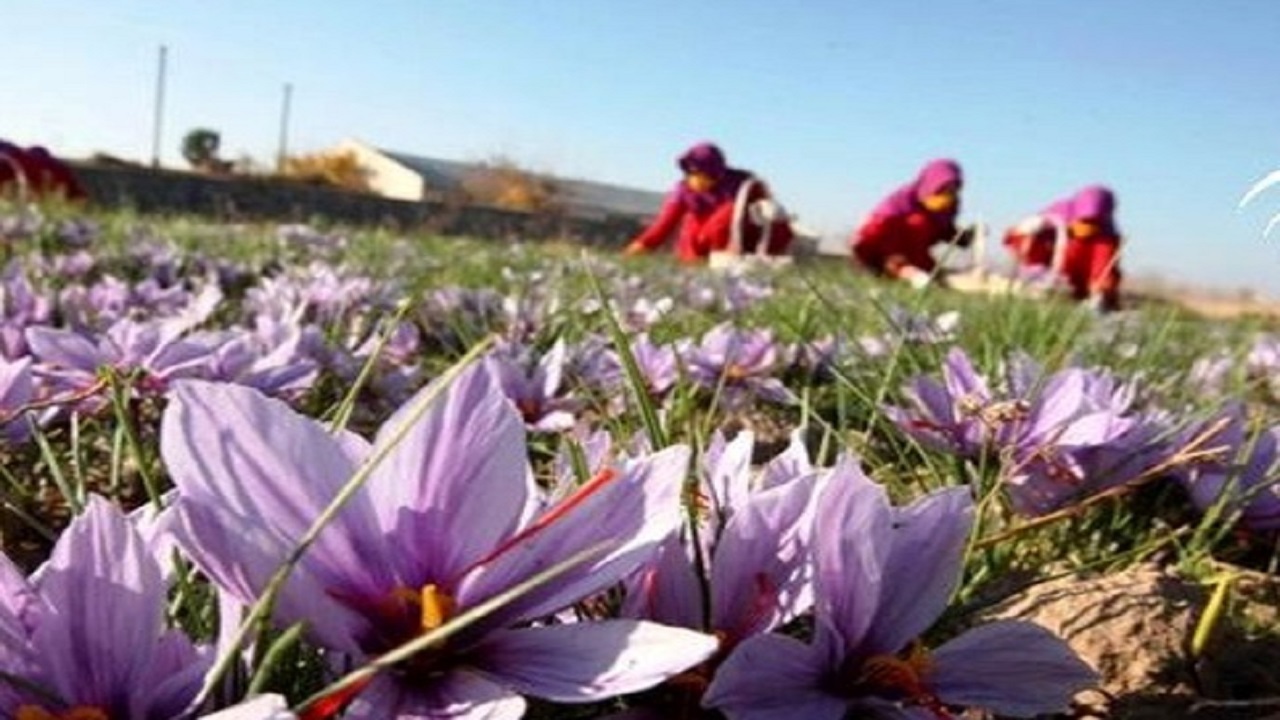 تولید سه تن زعفران در خوشاب خراسان رضوی