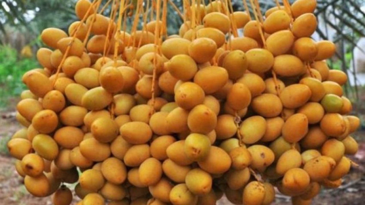 فواید خارک