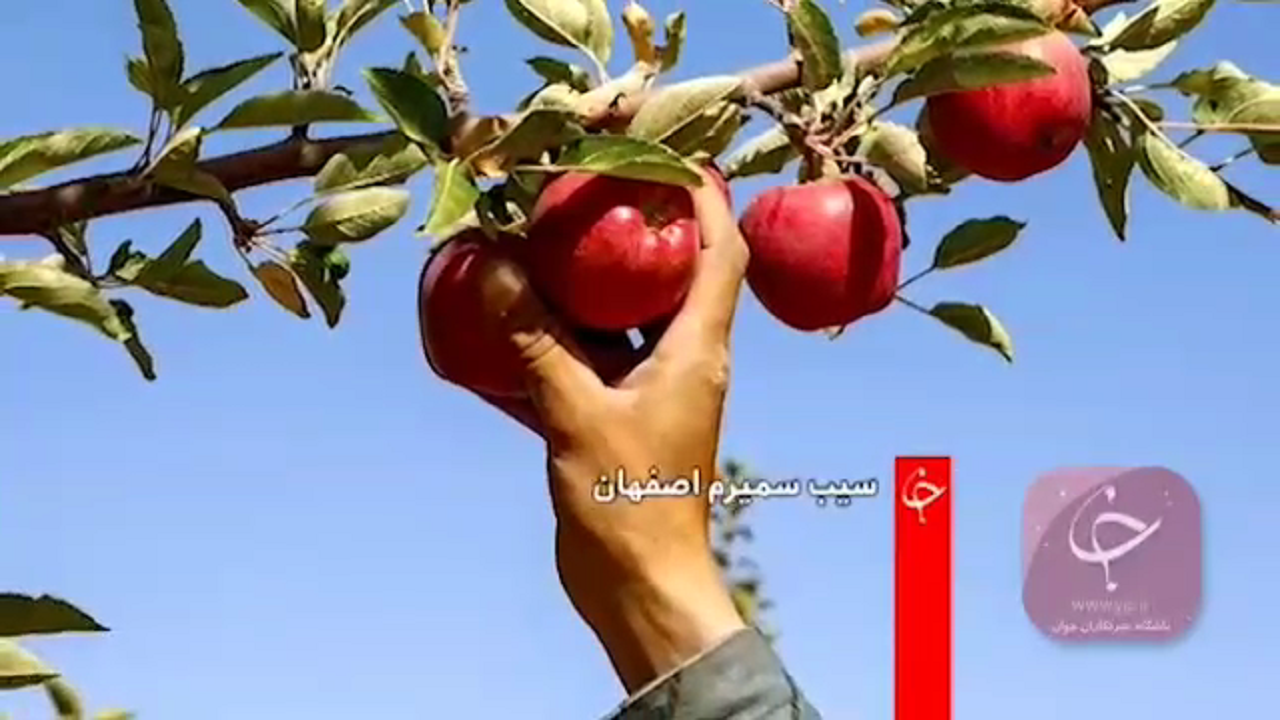 برداشت سیب سمیرم اصفهان +فیلم