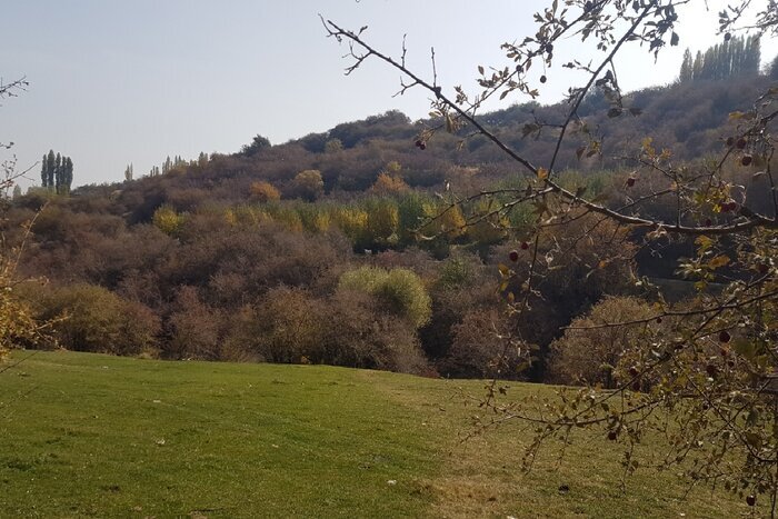 آغاز غنی سازی ۱۰۰ هکتار ازاراضی جنگلی در نهاوند
