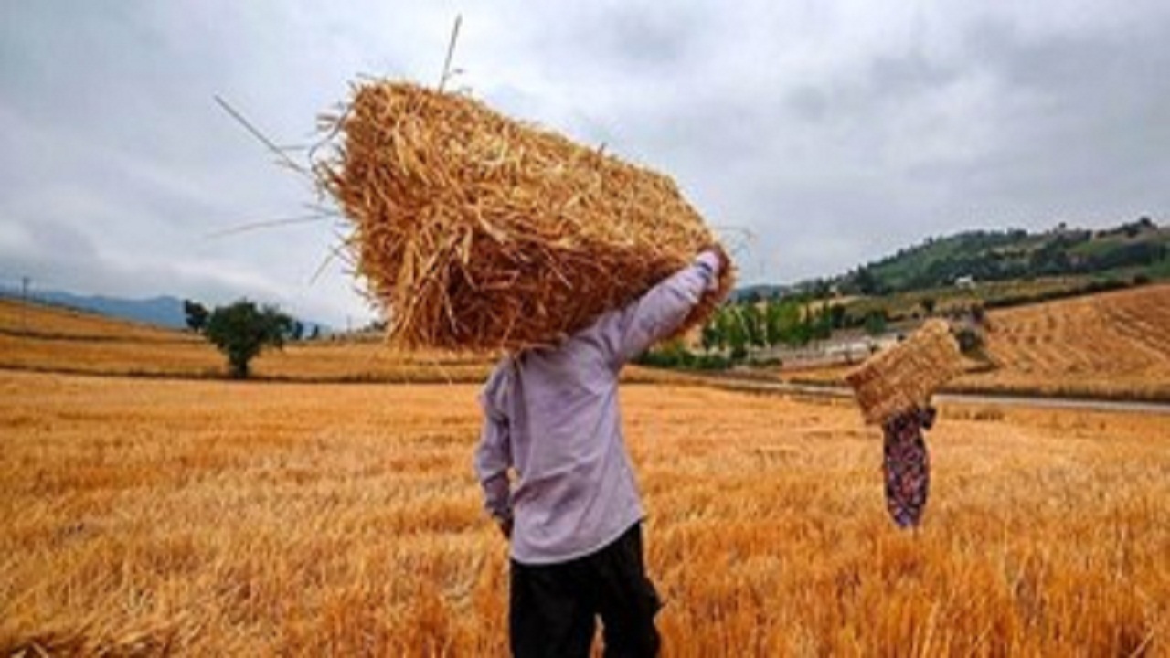 پول خرید بذر کشاورزان سمنانی رسید