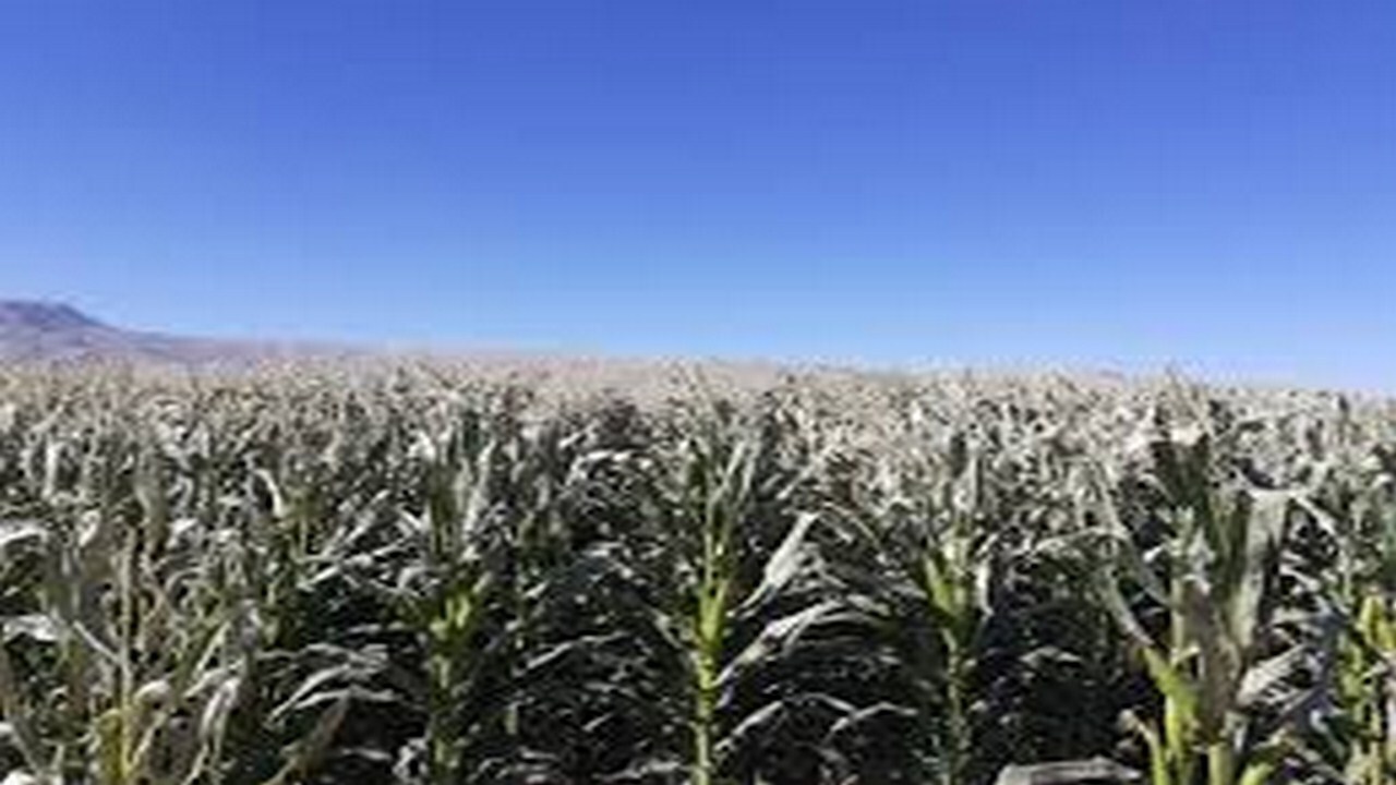 خسارت سرمای پاییزه به مزارع پنبه در جوین