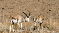 حیات وحش 