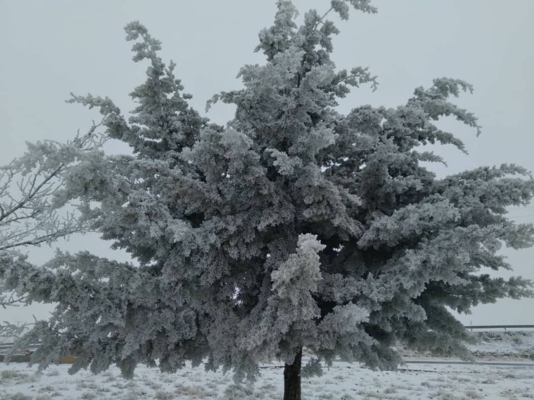 طبیعت برفی 