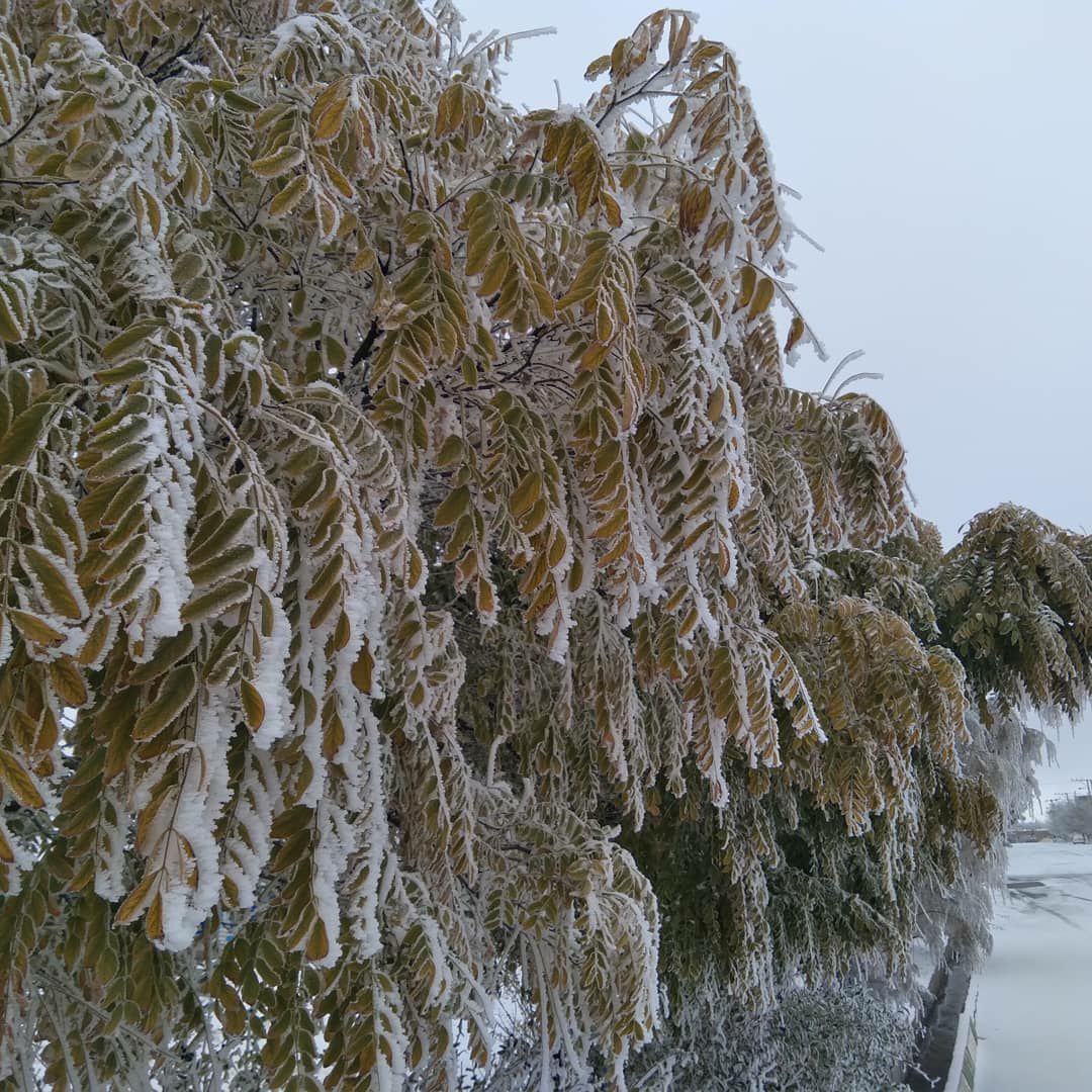 طبیعت زیبای برفی در زاوه
