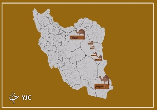 رها در بیابان در کنار نوای گرم ساربان/ شیر خشک شتر ظرفیتی مغفول مانده در بیابان