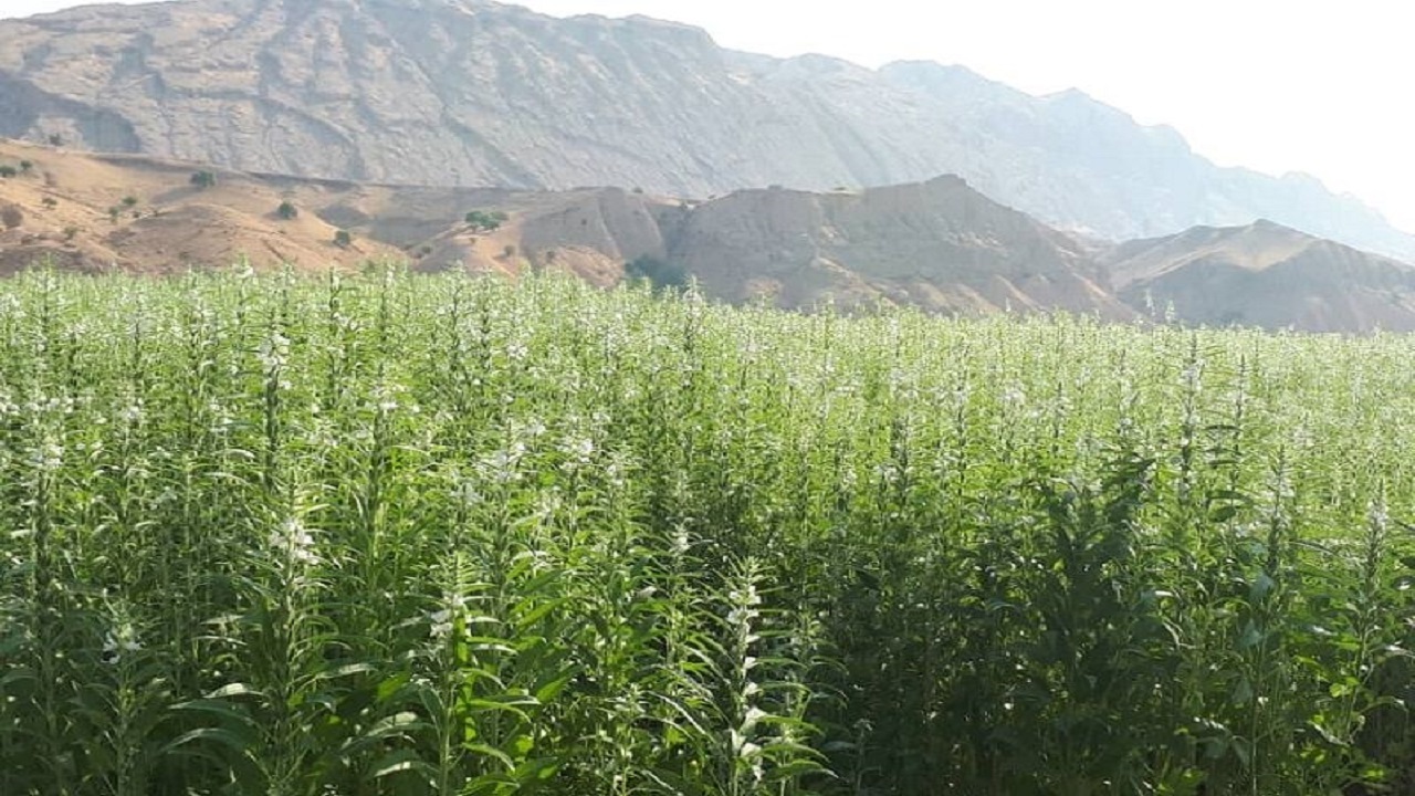 برداشت کنجد در بمپور آغاز شد