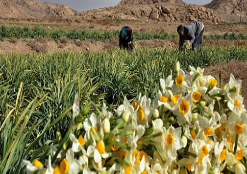 بهار در پائیز نرگس &zwnj;زار&zwnj;های خوسف / عطر و بویی که در کشو بی رغیب است
