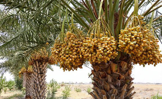 پای اقتصاد مقاومتی در نخلستان&zwnj;های استان بوشهر لنگ می&zwnj;زند