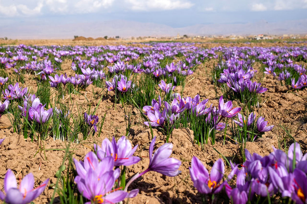 برداشت زعفران در گناباد
